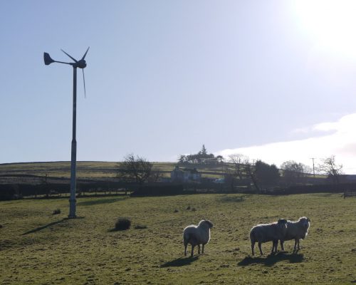 Windturbine & sheep (Large)